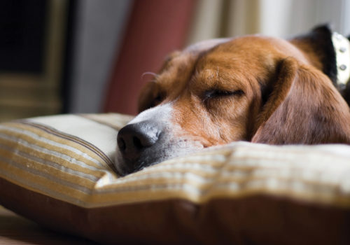 A young beagle pup sleeping on his pillow. Shallow depth of field.